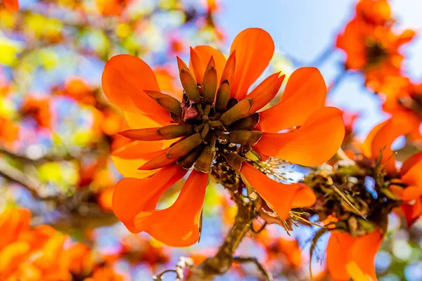 Fiori Arancio Sull Albero Erythrina Caffra Spagna Primavera — Foto Stock