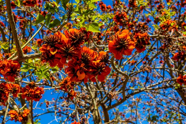 Fleurs Orange Sur Erythrina Caffra Arbre Espagne Printemps — Photo