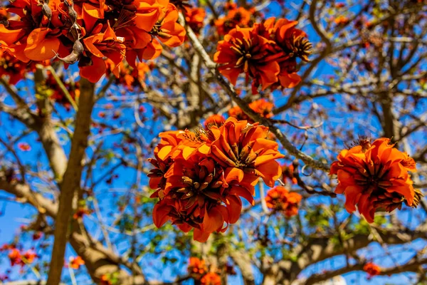 Fleurs Orange Sur Erythrina Caffra Arbre Espagne Printemps — Photo