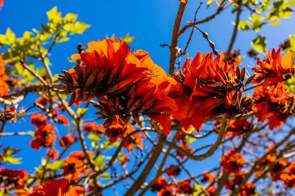 春にスペインのエリスリナ カフラの木にオレンジ色の花を咲かせ — ストック写真