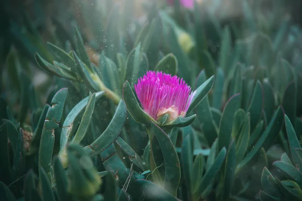 Μωβ Ανοιξιάτικο Λουλούδι Του Carpobrotus Edulis Ανάμεσα Πράσινα Φύλλα Στον — Φωτογραφία Αρχείου