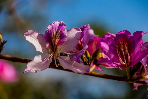 Bauhinia Variegata Florescendo Árvore Branca Rosa Nas Ruas Cidade Alicante — Fotografia de Stock