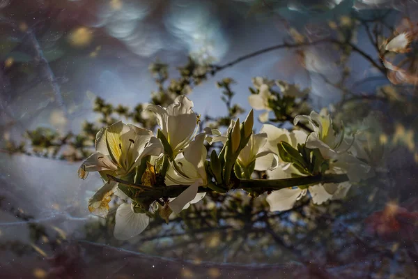 春花盛开的紫杉 在林肯特市的街道上 在春花的映衬下盛开着白色和粉色的树木 — 图库照片