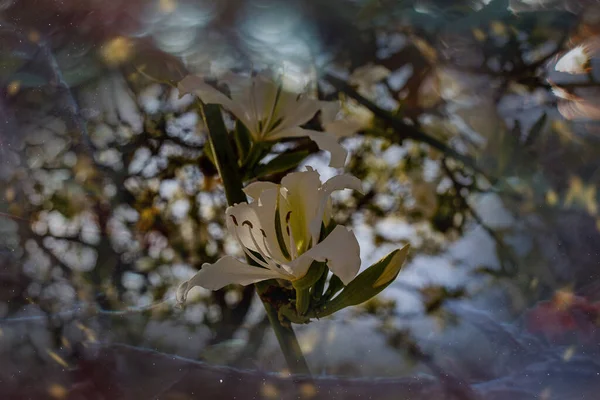 アリカンテ市内の街路樹に白やピンクの花を咲かせるバウヒニア バリエガータ — ストック写真