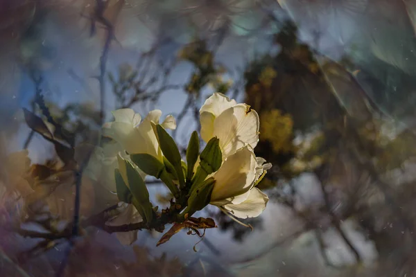 Bauhinia Variegata Kwitnące Białe Różowe Drzewo Ulicach Miasta Alicante Wiosennych — Zdjęcie stockowe
