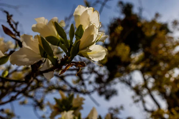 Bauhinia Variegata Florescendo Árvore Branca Rosa Nas Ruas Cidade Alicante — Fotografia de Stock