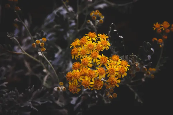 Piękne Żółte Dzikie Kwiaty Letnim Słońcu Łące — Zdjęcie stockowe