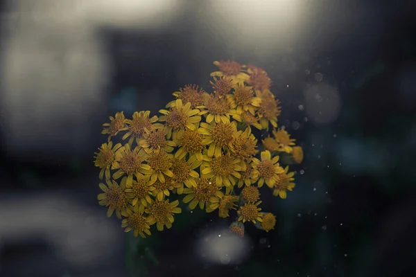 Красиві Жовті Дикі Квіти Літньому Сонці Лузі — стокове фото