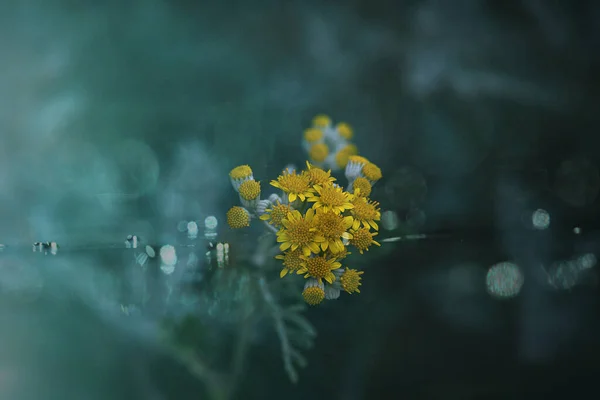 Belles Fleurs Sauvages Jaunes Soleil Été Sur Prairie — Photo