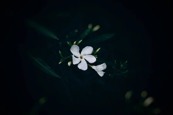 夏の庭の緑の背景に小さな白い花 — ストック写真