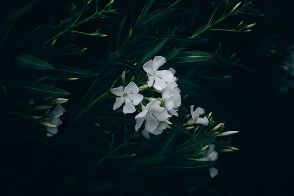 Piccolo Fiore Bianco Sfondo Verde Nel Giardino Estivo — Foto Stock