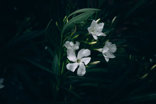 夏の庭の緑の背景に小さな白い花 — ストック写真