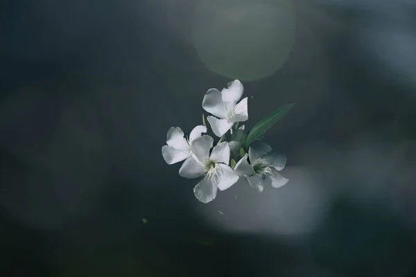 夏日花园中绿色背景的小白花 — 图库照片