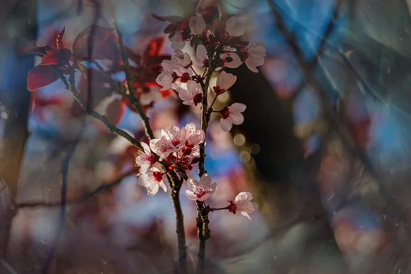Cereja Florescendo Árvore Rosa Nas Ruas Cidade Alicante Flores Primavera — Fotografia de Stock