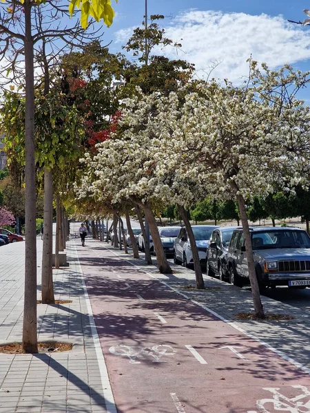 Voorjaarsstraat April Met Bloeiende Bomen Alicante Spanje — Stockfoto