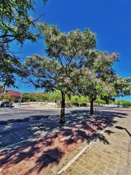 Апрель Весенняя Улица Цветущими Деревьями Аликанте Испания — стоковое фото