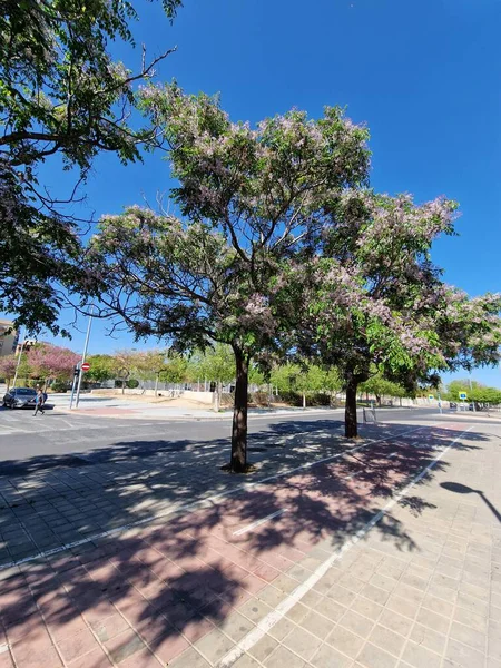 April Spring Street Blooming Trees Alicante Spain — Stock Photo, Image