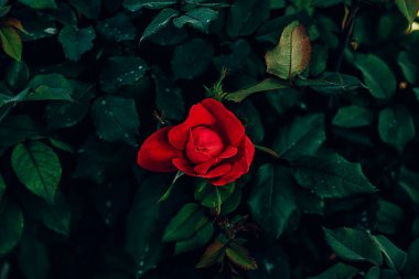 yaz bahçesinde yeşil yaprakların arka planında smal kırmızı gül