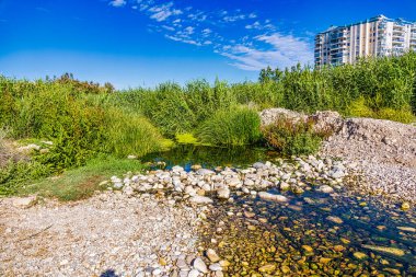Sıcak, güneşli bir günde, bitki örtüsü ve patika ile kayalık deniz kıyısı.