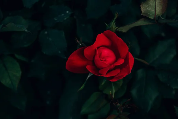 Smal Czerwona Róża Tle Zielonych Liści Ogrodzie Letnim — Zdjęcie stockowe