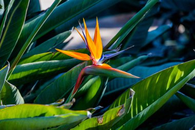 Ilık güneş ışığında, çitlerle çevrili bir bahçede, Strelitzia Reginae 'nin güzel portakal çiçeği.