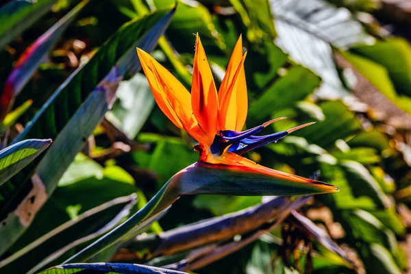 Bela Flor Laranja Strelitzia Reginae Jardim Cercado Luz Solar Quente — Fotografia de Stock