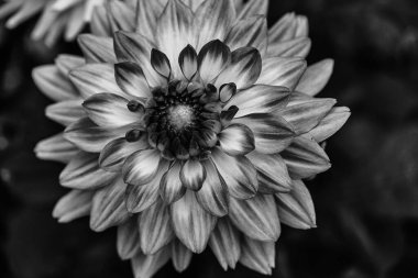 Güzel pembe yıldız çiçeği makro fotoğraf