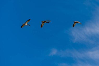 Güzel ördek kuşu mavi arka planda uçuyor