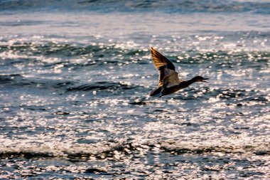 Güzel ördek kuşu mavi arka planda uçuyor