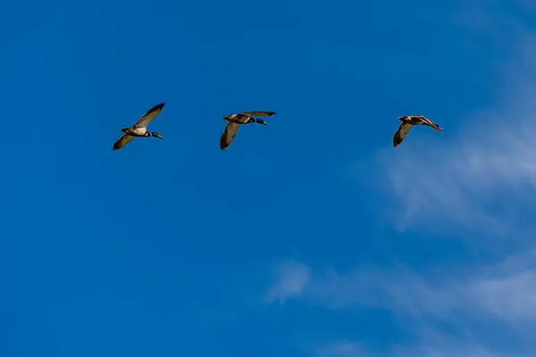 Beautiful Duck Bird Flight Blue Background — Stock Photo, Image
