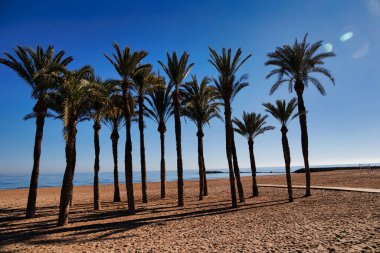 İspanya 'daki sahilde palmiye ağaçları olan güzel bir manzara.