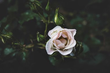 Bir yaz bahçesindeki çalılıklarda güzel bir gül çiçeği