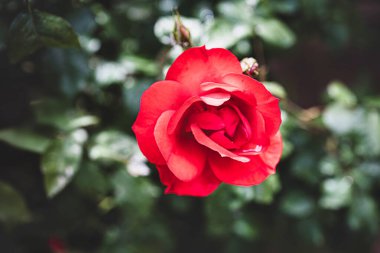 güzel gül bahçesinde