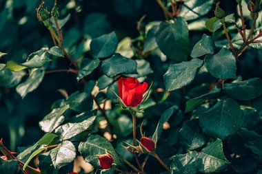 Bir yaz bahçesindeki çalılıklarda güzel bir gül çiçeği