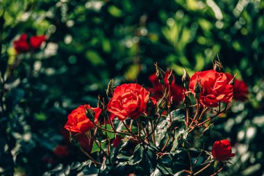 Bir yaz bahçesindeki çalılıklarda güzel bir gül çiçeği