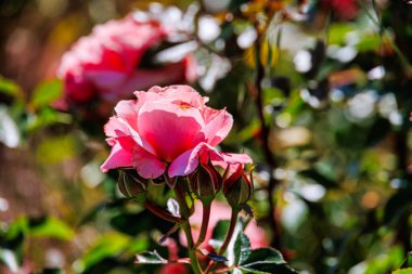 Bir yaz bahçesindeki çalılıklarda güzel bir gül çiçeği