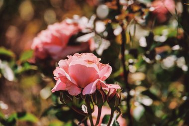 Bir yaz bahçesindeki çalılıklarda güzel bir gül çiçeği