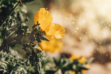 Parlak sarı çiçekler güneş ışığıyla yıkanır, bu da ılık bir rüya etkisi yaratır.