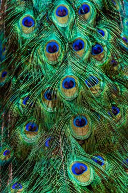 Güzel doğal arka plan tavus kuşu kuyruğu yakın plan