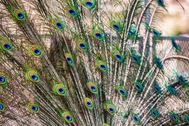 Güzel doğal arka plan tavus kuşu kuyruğu yakın plan