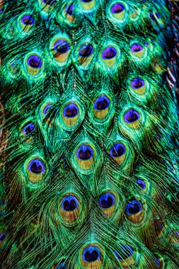 Güzel doğal arka plan tavus kuşu kuyruğu yakın plan