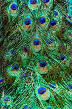 Güzel doğal arka plan tavus kuşu kuyruğu yakın plan