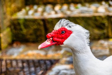 Kırmızı gagalı beyaz bir ördeğin güzel portresi.
