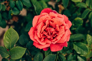 Bir yaz bahçesindeki çalılıklarda güzel kırmızı bir gül