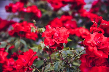 Bir yaz bahçesindeki çalılıklarda güzel kırmızı bir gül