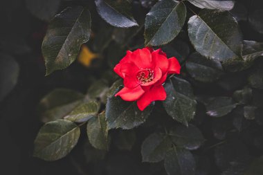 Bir yaz bahçesindeki çalılıklarda güzel kırmızı bir gül