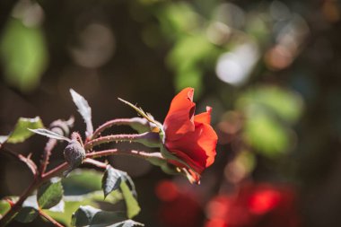 Yaz bahçesinde açan güzel kırmızı gül yeşil yapraklar.