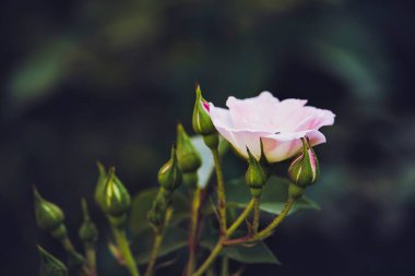 güzel beyaz çiçeklenme yaz bahçe yeşil yaprakları gül