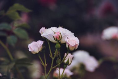 güzel beyaz çiçeklenme yaz bahçe yeşil yaprakları gül