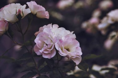 güzel beyaz çiçeklenme yaz bahçe yeşil yaprakları gül